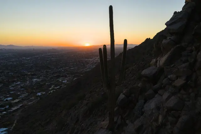 Saguaro cactus on Camelback Mountain at sunset, overlooking Phoenix, Maricopa County, Arizona